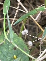 Galium aparine