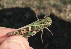 Oedaleus decorus