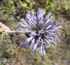 Echinops ritro ruthenicus