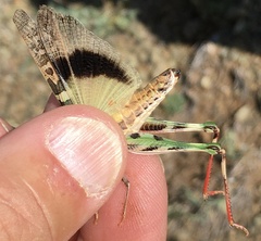 Oedaleus decorus