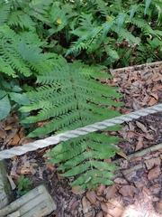 Pleocnemia irregularis