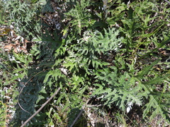 Echinops ritro ruthenicus