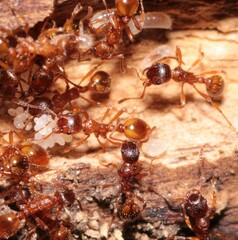 Myrmica rubra