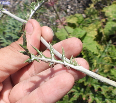 Echinops ritro ruthenicus