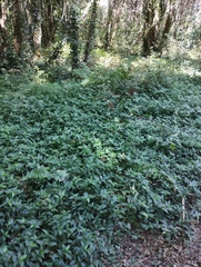 Tradescantia fluminensis