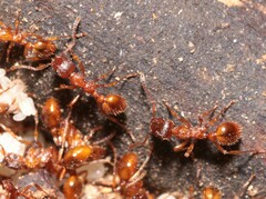 Myrmica rubra