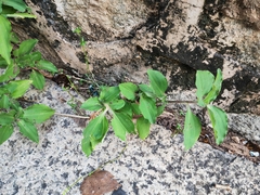 Commelina benghalensis