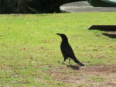 Strepera graculina