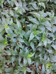 Tradescantia fluminensis