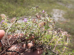 Thymus calcareus