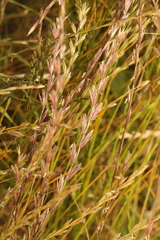 Lolium multiflorum