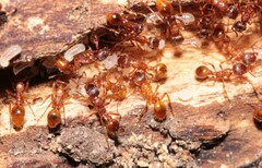 Myrmica rubra