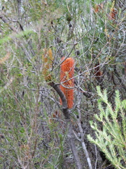 Banksia ericifolia
