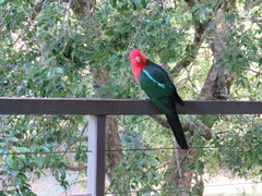 Alisterus scapularis