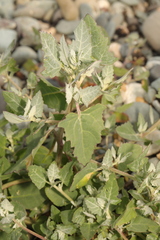 Atriplex prostrata