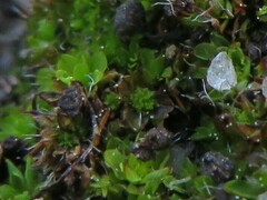 Syntrichia laevipila
