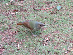 Ptilonorhynchus violaceus