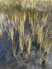 Carex limosa