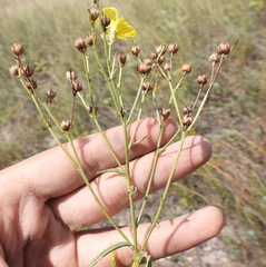 Linum ucranicum