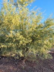 Acacia ampliceps