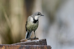 Motacilla capensis capensis