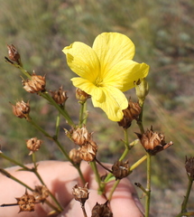 Linum ucranicum
