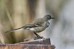 Motacilla capensis capensis