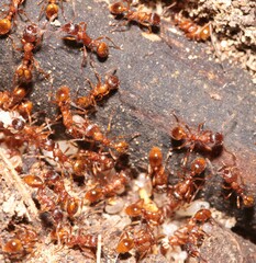 Myrmica rubra