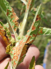 Coleosporium campanulae