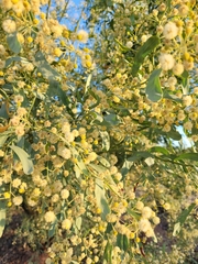 Acacia ampliceps