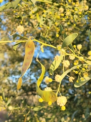 Acacia ampliceps