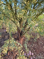 Acacia ampliceps
