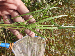 Melica transsilvanica