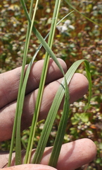 Melica transsilvanica