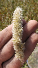 Melica transsilvanica