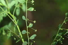 Phyllanthus