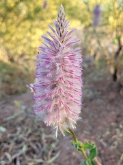 Ptilotus exaltatus
