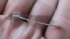 Sympecma fusca