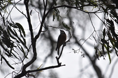 Pachycephala rufiventris