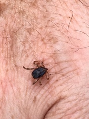 Hyalomma
