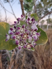 Calotropis procera