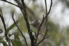 Daphoenositta chrysoptera