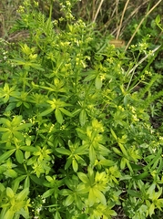 Galium mollugo