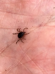 Hyalomma