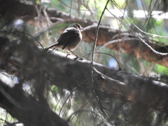 Erithacus rubecula rubecula
