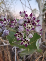 Calotropis procera