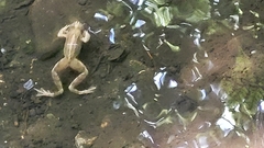 Rana