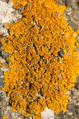 Xanthoria calcicola