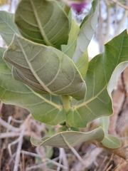 Calotropis procera