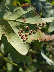 Neuroterus numismalis